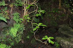 Cyrtandra grandiflora