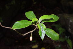 Cyrtandra grandiflora