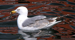 Larus argentatus
