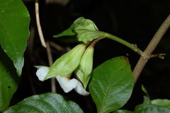 Cyrtandra grandiflora