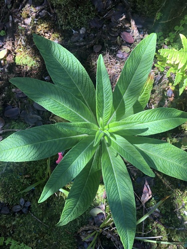 Lobelia oahuensis, 2021-10-23