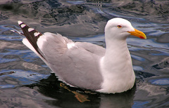 Larus argentatus