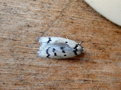 Ericibdela delotis