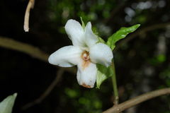 Cyrtandra grandiflora