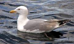 Larus argentatus