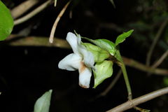 Cyrtandra grandiflora