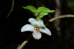 Cyrtandra grandiflora