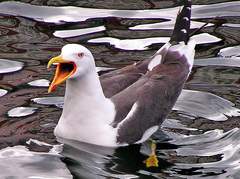Larus fuscus