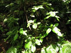 Cyrtandra grandiflora