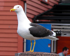 Larus fuscus