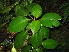 Cyrtandra grandiflora