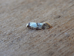 Euphiltra celeteria