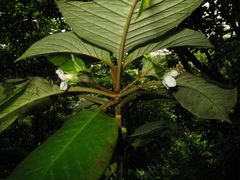 Cyrtandra grandiflora