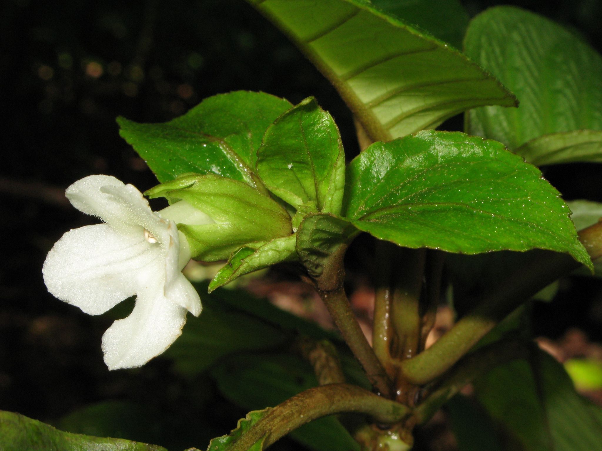 Cyrtandra grandiflora