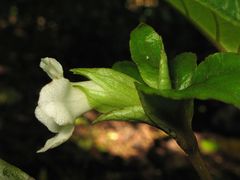 Cyrtandra grandiflora