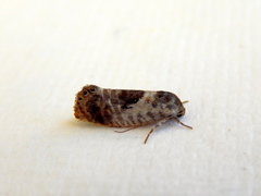 Eupselia carpocapsella