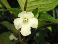 Cyrtandra grandiflora