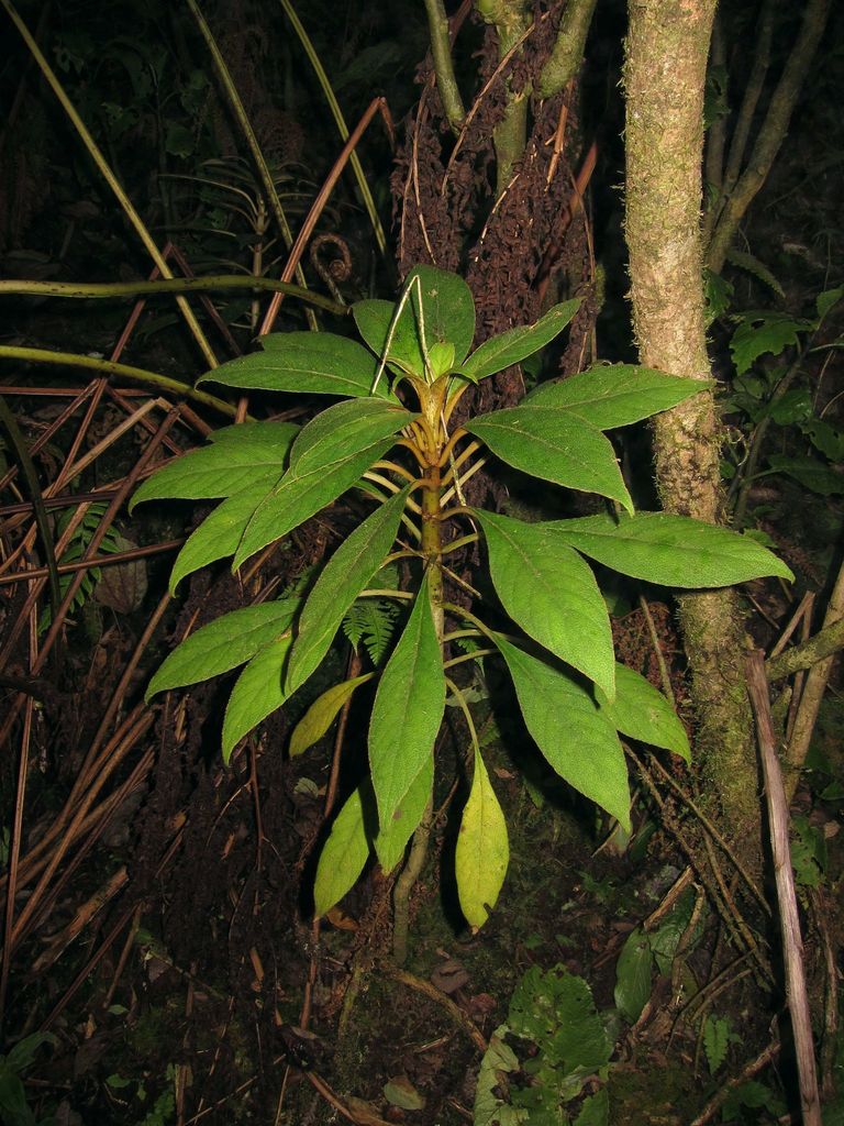 Cyrtandra grayana