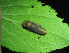 Oncometopia hamiltoni