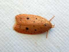 Garrha atripunctatella