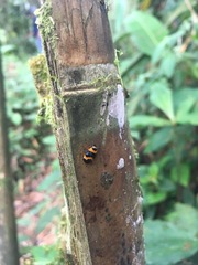 Tropidorhinella