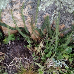 Cheilanthes micropteris