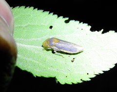 Oncometopia hamiltoni