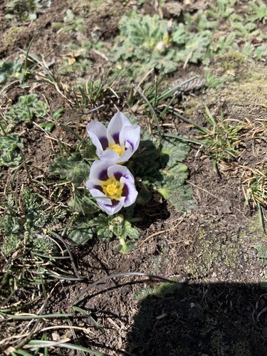Acaulimalva nubigena (Acaulimalva nubigena)