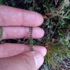 Cheilanthes micropteris