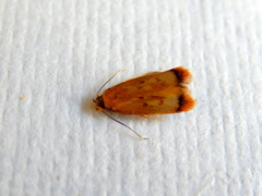 Aeolothapsa acrocosma