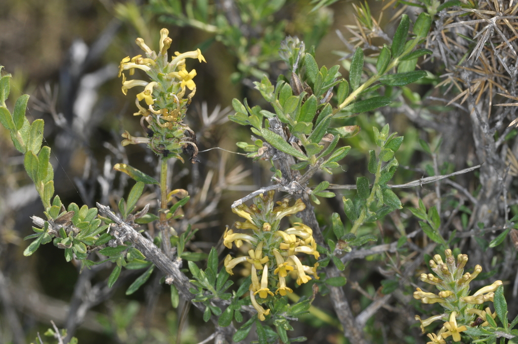 Mulguraea ligustrina