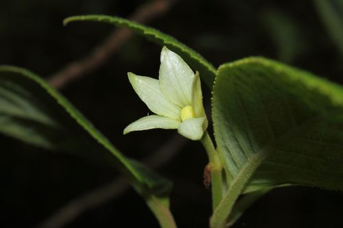 Cyrtandra grayi