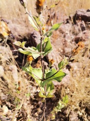 Aldama cordifolia