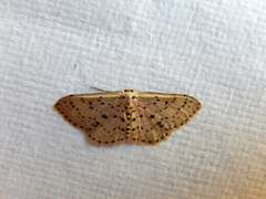 Idaea punctatissima