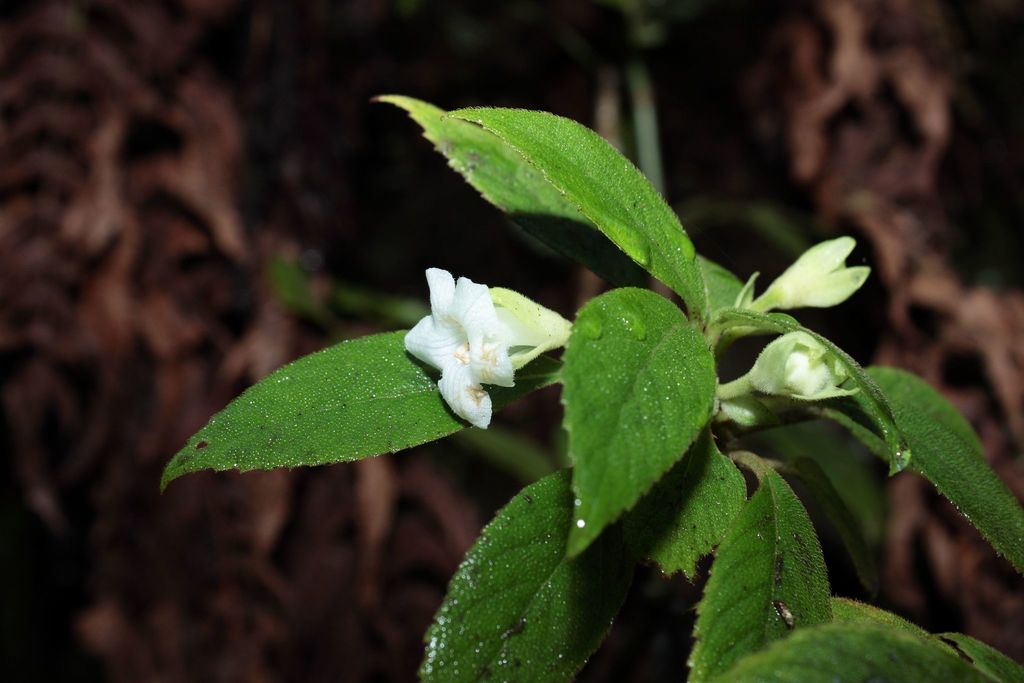 Cyrtandra grayi