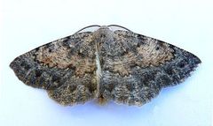 Somatolophia pallescens