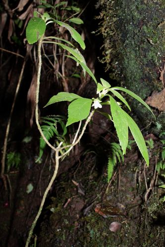 Cyrtandra grayi