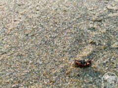 Coleomegilla maculata