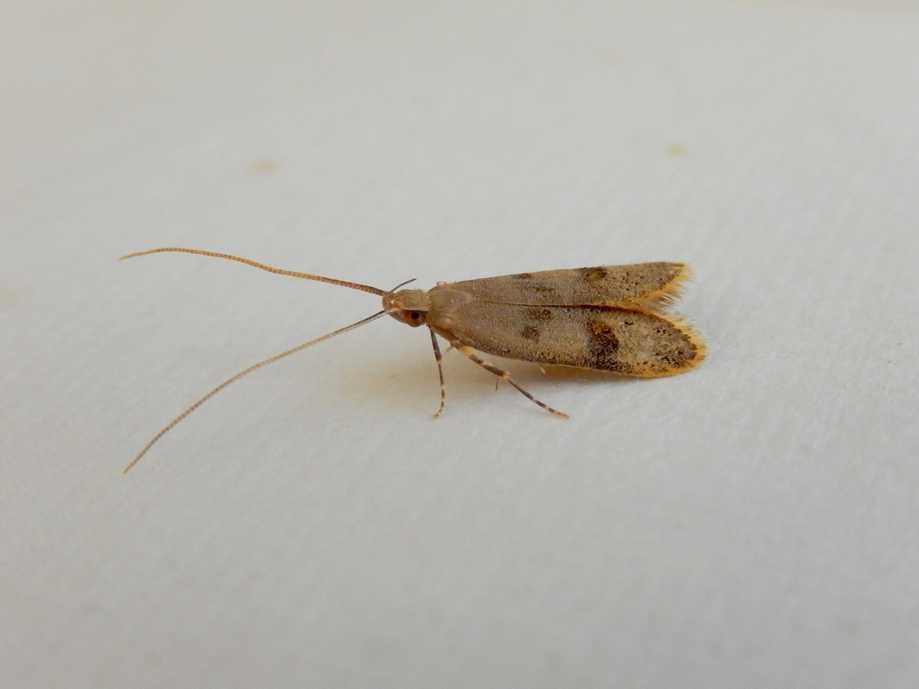 Lecithocera sobria