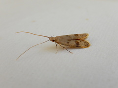 Lecithocera sobria