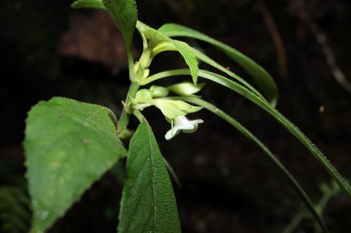 Cyrtandra grayi observed 2010-12-15