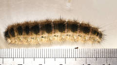 Anthela rubeola