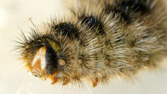 Anthela rubeola