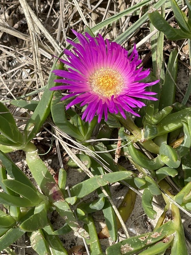 Angular sea-fig (Carpobrotus glaucescens)
