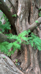 Metasequoia glyptostroboides