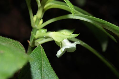 Cyrtandra grayi