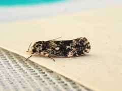Lichenaula lichenea