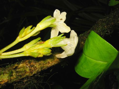 Cyrtandra grayi observed 2007-02-19