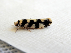 Lichenaula melanoleuca