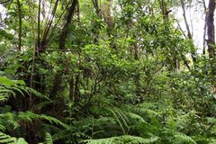 Cyrtandra hashimotoi